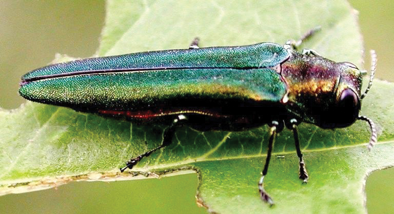 Emerald ash borers have been responsible for the felling of some 200 million trees. However, this wood could be repurposed in exciting ways. Photo © Leah Bauer, USDA Forest Service Northern Research Station