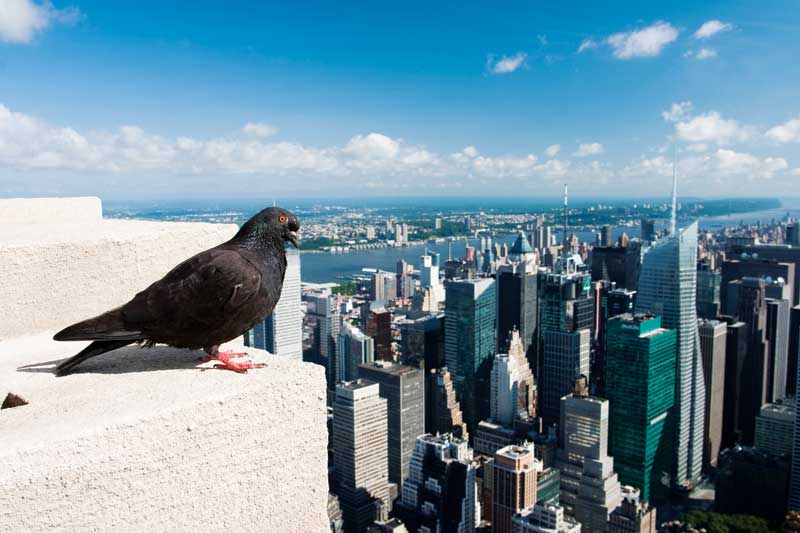 bigstock-The-pigeon-11778977