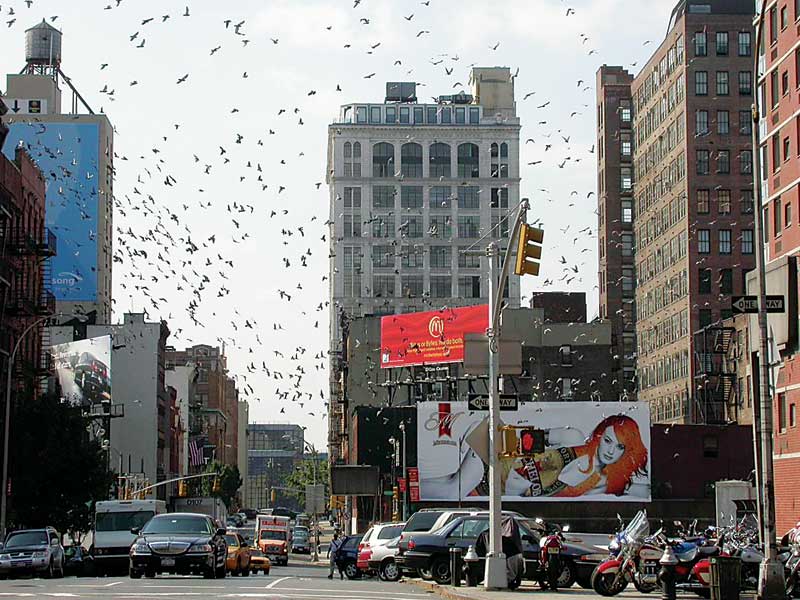 bird_05-Image