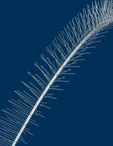 deterrence_Bird-Spikes---Nixalite