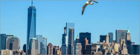 New NYC law makes bird-friendly glass a must on buildings