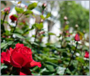 White House’s historic Rose Garden to be restored