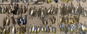 Hundreds of bird dead from colliding into buildings