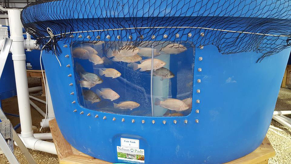 Tilapia Tank Construction Specifier