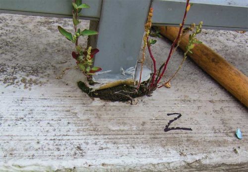 Figure 6: Weathered grout with biological growth.