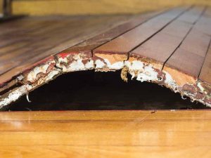 Buckling is an extreme reaction to moisture in a wood floor. However, it is not a common occurrence, and if caught early, spot repair and replacement may be possible.