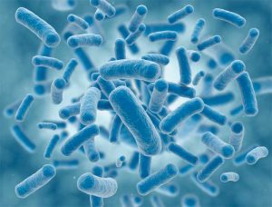 Microbes and microorganisms, such as bacteria, algae, fungi, and mold, can only be detected by the naked eye when they have multiplied to the millions. Image © Getty Images/iStockphoto. Image courtesy Linetec