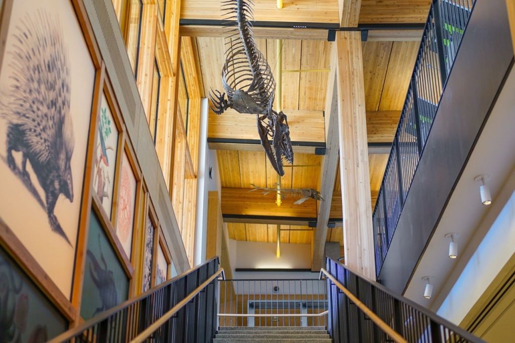 A staircase leads upward, flanked by wooden walls and artwork, with a dinosaur skeleton suspended from the ceiling above.
