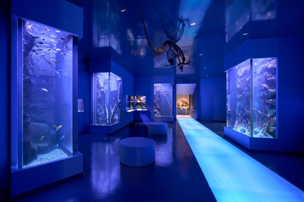 Blue-lit exhibition gallery with aquariums on both sides, a glowing pathway, round seats, and a suspended animal skeleton.