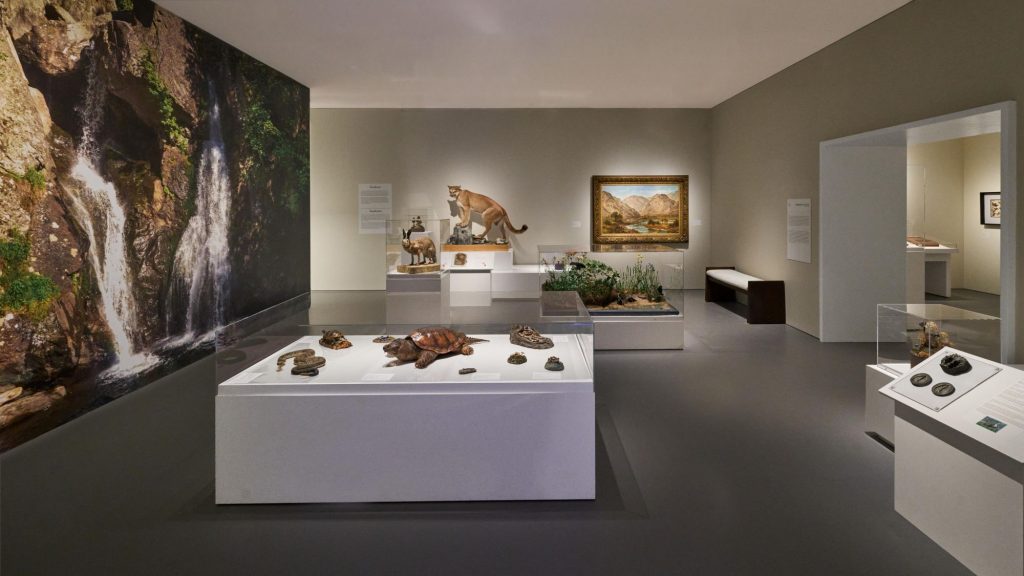 Natural history museum gallery with animal specimens, reptile displays, a waterfall mural, and a framed mountain landscape.